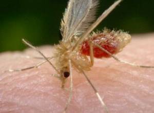 Լեյշմանիոզի աճ Հայաստանում. Սոսի