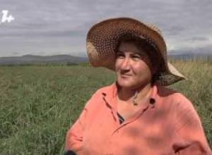 Cannery bought tomatoes at 40 drams per kilo, but has not paid the money yet