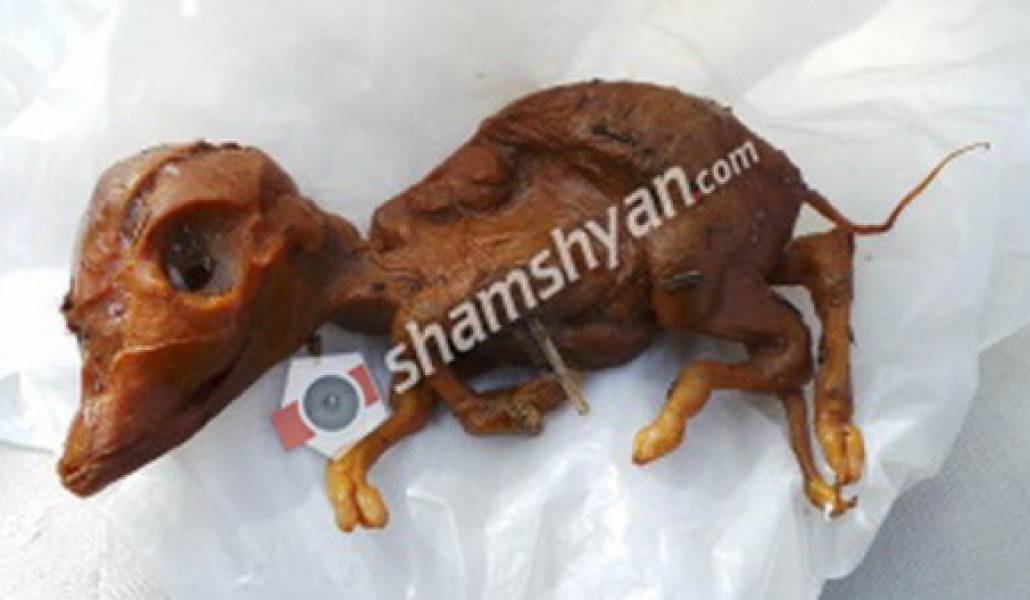 shamshyan