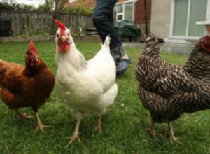 Վերացվել է ԱՄՆ երեք նահանգներից թռչնամսի ներմուծման արգելքը