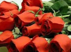 Հոլանդական վարդեր՝ Հայաստանից ՌԴ, Վրաստան և այլուր