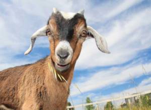 US assists goat breeding and goat cheese production in Armenia