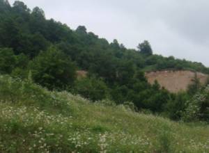 EcoLur: Flora and fauna in Armenia endangered