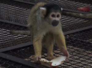 There is much to learn from monkeys