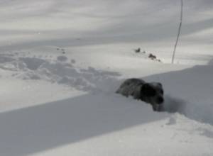 Ларс закрыт