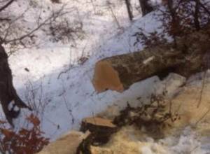 Ապօրինի ծառահատման դեպքեր՝ Դիլիջանի անտառներում