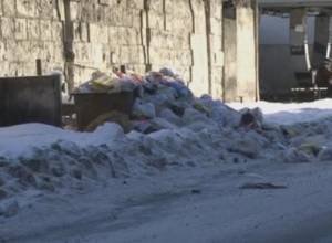 Шакалы беспокоят население