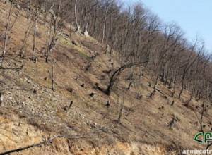 Շնողի անտառներն անխնա ոչնչացվում են. ՀԲՃ