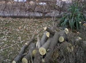 На территории Оперы зеленые и здоровые деревья превратили в бревна