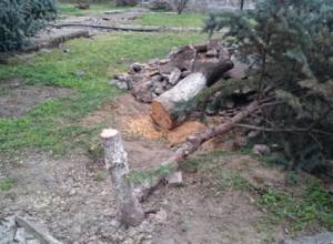 Massive tree felling in Yerevan
