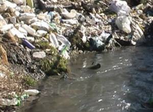 Дождевые канавки, превращенные в мусоропровод, заливают подвалы домов