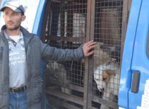 Forty sterilized street dogs appear in Yerevan streets