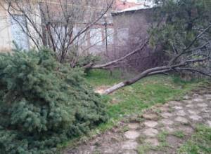 Municipality: “Trees, which were chopped down, had outgrown”