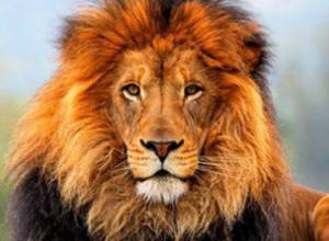 В Урцадзоре львы съели человека: Сильва Адамян