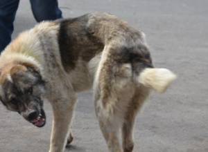 “Unigraph-X” released another batch of sterilized dogs