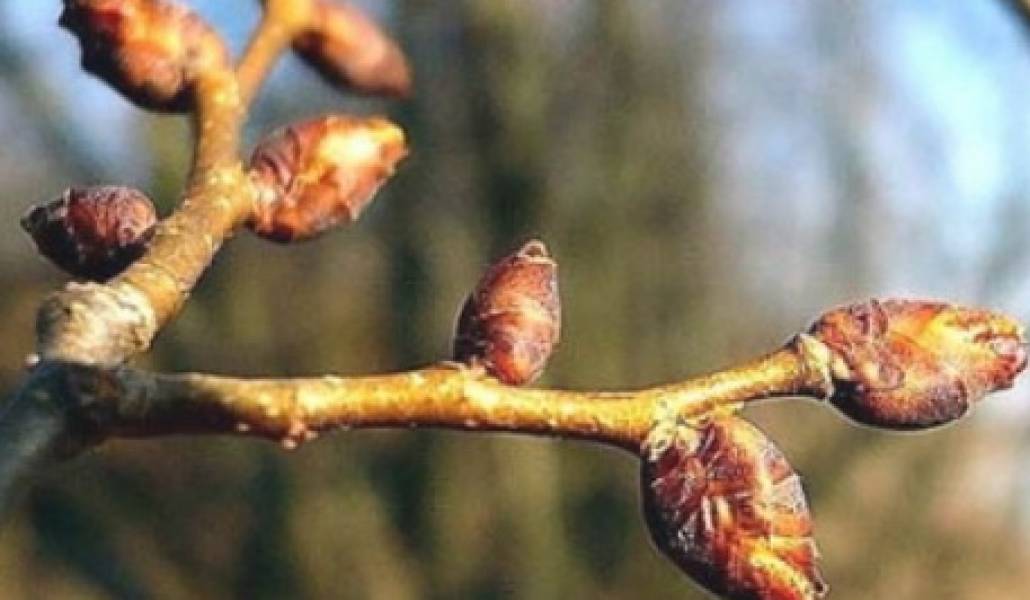 ցրտահարված