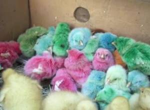 Work with chicken and egg: colorful secret