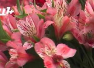 Продавцы цветов ждут снижения цен на газ