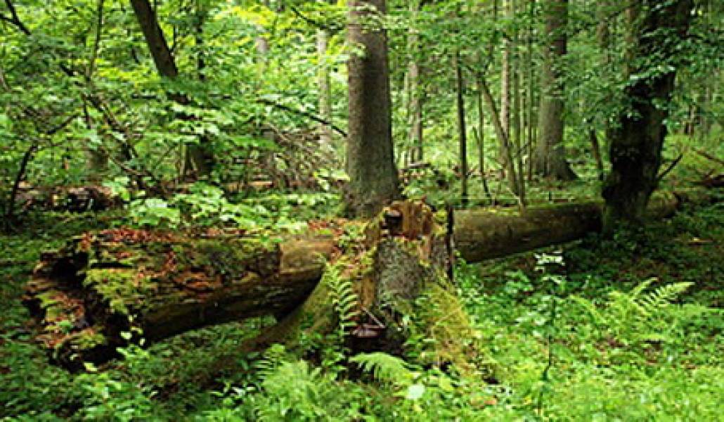 75eb4518a3e0e42eda91bf85dd93af54