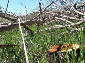 ЭкоЛур: В Гндевазе вырубили абрикосовые сады для строительства циановой фабрики