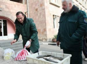 Առգրավվել է 234 հատ  «սիգ» տեսակի ձուկ