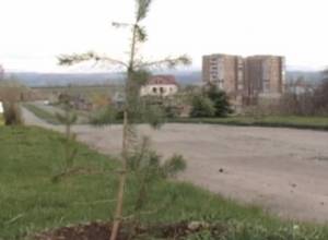 Եղեւնու փոխարեն` սոճու տնկիներ. գերատեսչությունները վիճում են