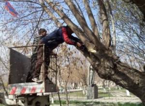 Մայրաքաղաքում գույքագրվել է 510 վթարային ծառ