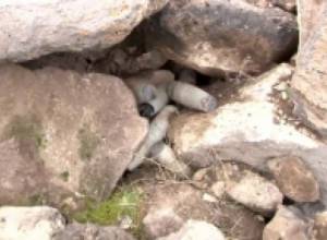 Среди каменистых холмов обнаружено 79 мин