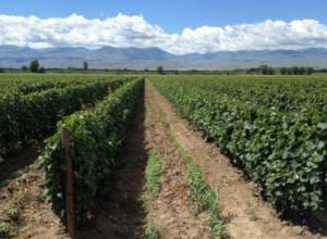 Անհրաժեշտ է բուժումներ կատարել պտղատու և խաղողի այգիներում. խորհուրդ