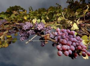 «ԱՄՆ-ը հայկական գինիների համար ամենակարևոր շուկան է»