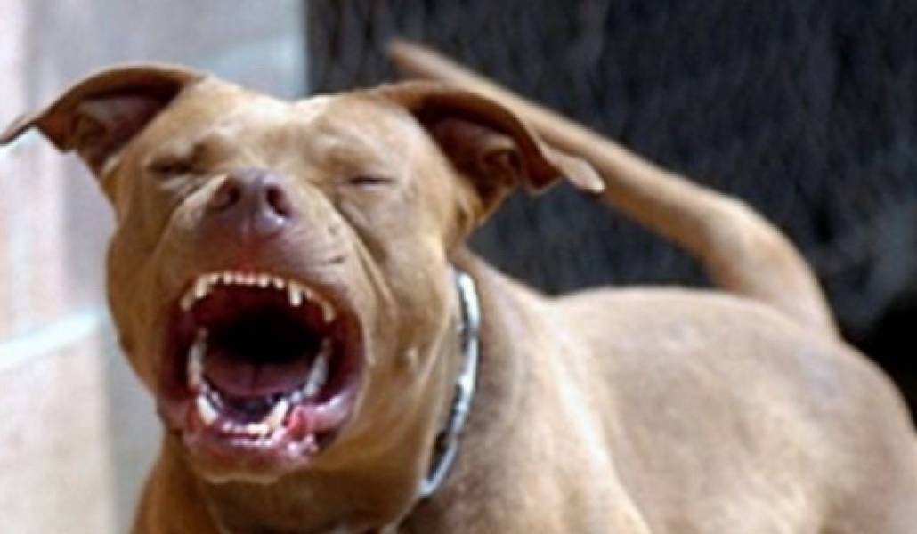 angry-pit-bull-2-teeth-92f1240bfd113053