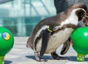 Flocke penguin predicts result of first match of EURO-2016