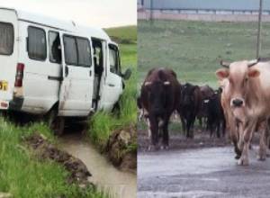 Կովերը՝ վթարի պատճա՞ռ