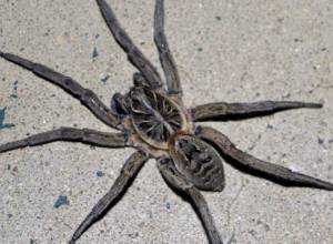 Спасатели переместили паука на безопасную территорию