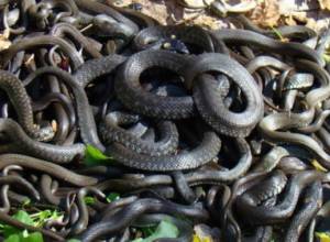 Гражданин достал из реки Раздан 25 змей, 24 из которых - дохлые