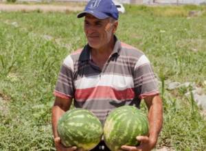 Մեկնարկել է սմբուկի և ձմերուկի բերքահավաքը