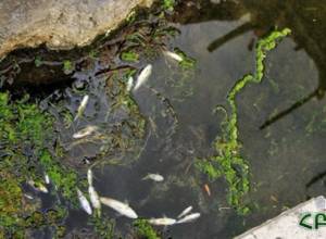 Thousands of dead fish found in Hrazdan River