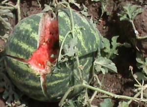 Էջմիածնում կարկուտն ահռելի վնաս է հասցրել