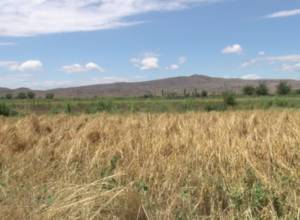 Երեկվա կարկուտի հետեւանքները