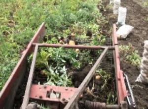 Կարտոֆիլի գնանկում