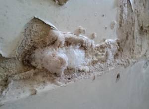 «Սպիտակ արջի» դպրոցի գորշությունը