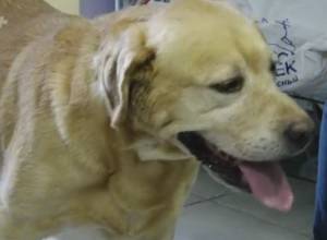 Собаки силовых ведомств будут соревноваться