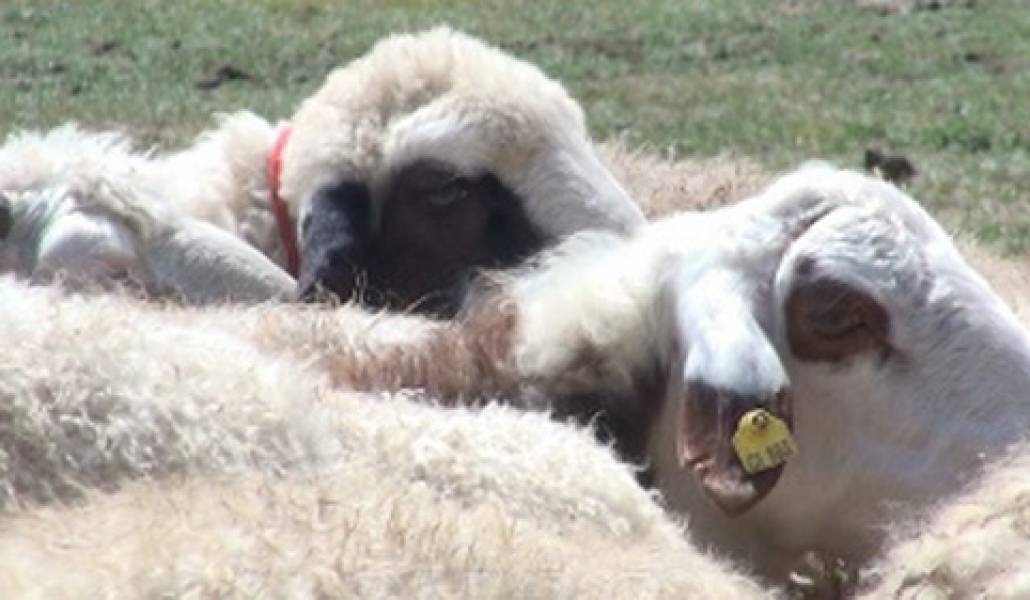 1473078105_koveri-hamarakalum