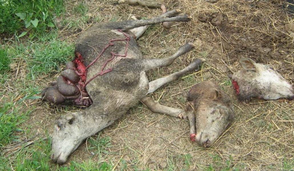 c17812c26c05d6fffdce0b0622b14bd8