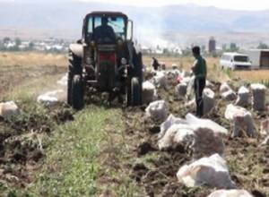 Farmers in Armenia unable to sell potatoes