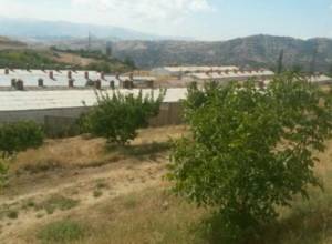 Ռուսական հավկիթը` հայկականի անվան տակ