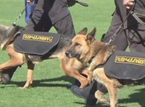 Собаки полиции на втором месте