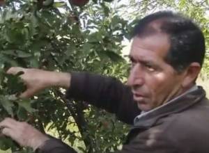 Կարկուտն իր սեւ գործն արել է. ջրաբերցի