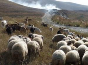 “Kamaz” hits 3 sheep and overturns