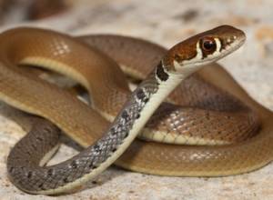 Змея заползла в бассейн одного из собственных домов в Ереване